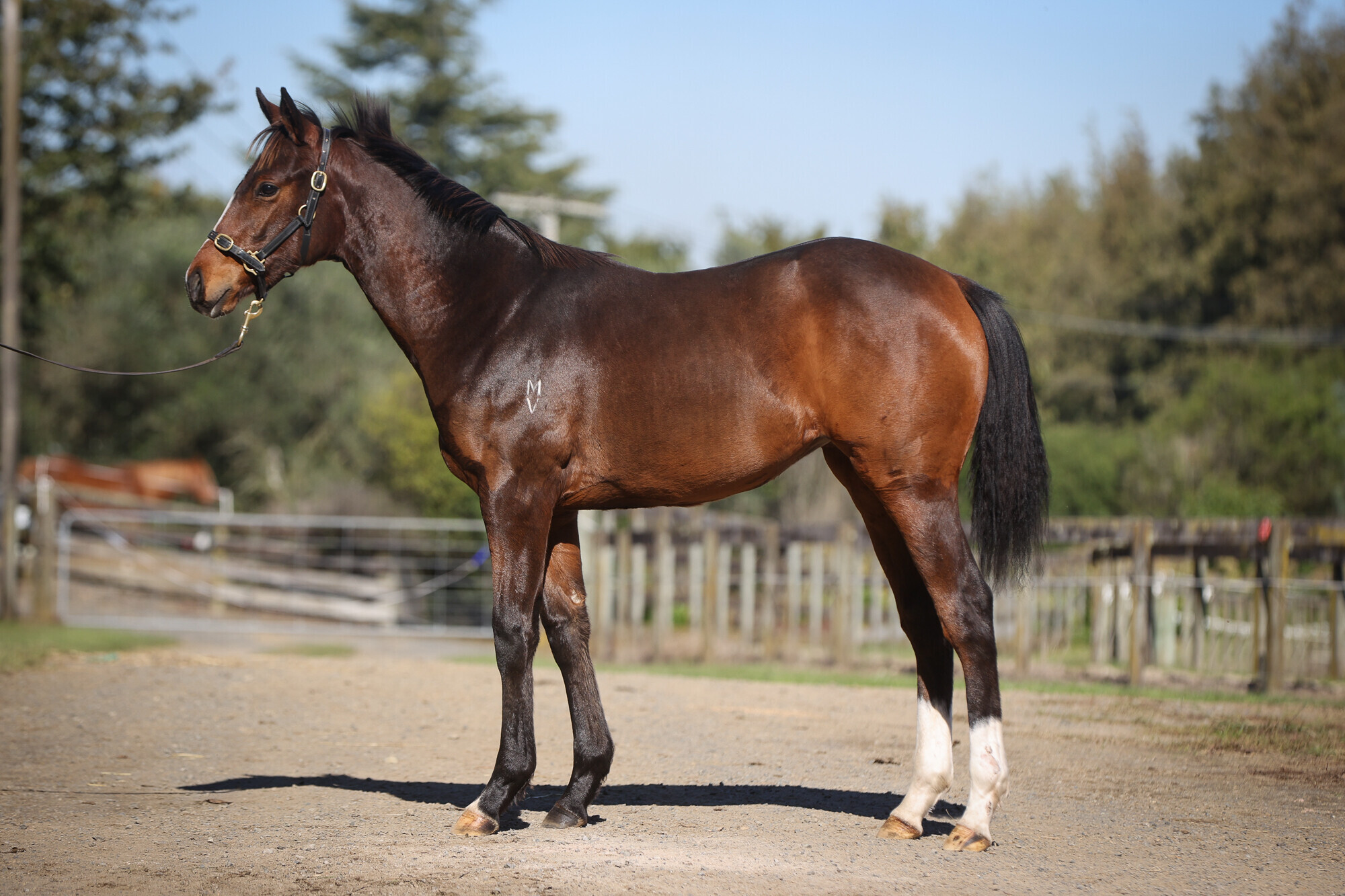 Pignan weanling