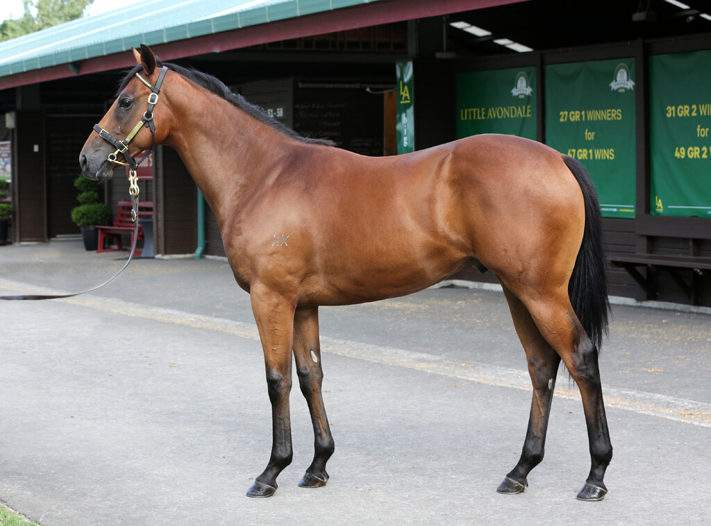 Kirwan's Lane as a yearling at Karaka