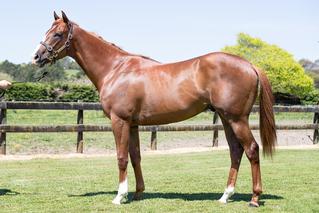 Mighty New (NZ) (Red Giant) stormed home to win a Class 4 race over 1200m in Seoul.