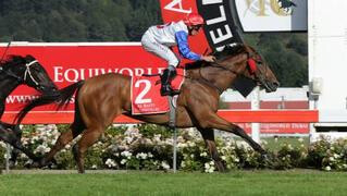 Gr.1 New Zealand Oaks winner Savvy Coup takes out the 2018 South Island Horse of the Year title.