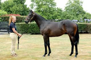 Exuberant (NZ) (Savabeel) at Karaka 2018, who took out the Listed Wellesley Stakes on debut.