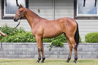 Dual Group 1 winner Bonneval (NZ) (Makfi) purchased from the 2015 Premier Sale Westbury Stud draft by Baker Racing for NZ$150,000.