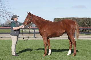 The current leading Lot is Curraghmore's Lot 19, a colt by Proisir out of Pennacchio at $107,500.