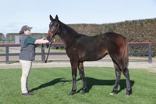 Lot 50 (Sacred Falls x Akris) a half-sister to New Zealand 1000 Guineas (1600m) winner Planet Rock.