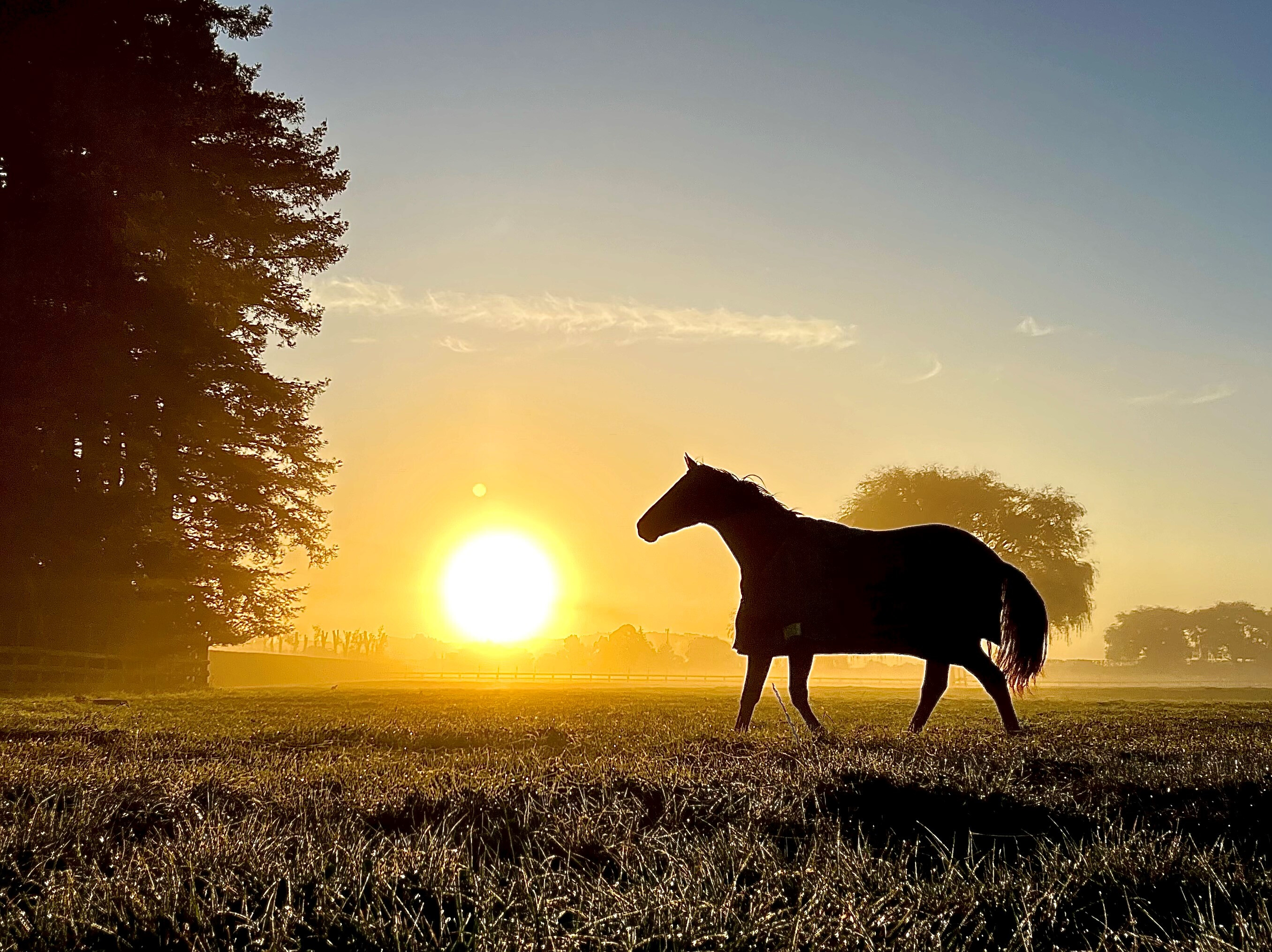 Monarch Farm