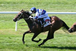 No More Tears wins the Mr Tiz Trophy at Ellerslie