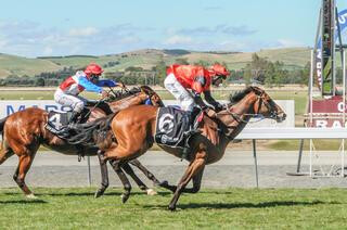 Southland Guineas winner Replique. 