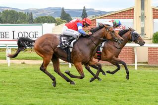 Residential (NZ) Claims Listed Prize. Photo: Wild Range Photography.