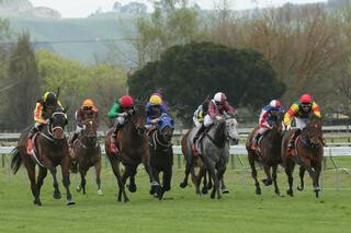 Ringo (left) wins the Spring Sprint at Hastings