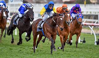 2016 NZB Caulfield Spring WFA Championship Winner Black Heart Bart