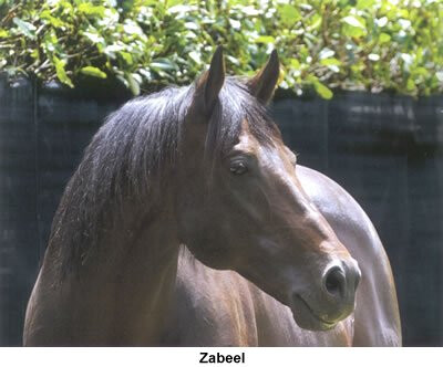 zabeel